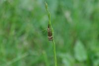 Chrysocrambus linetella