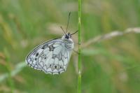 Melanargia galathea