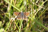 Aricia agestis