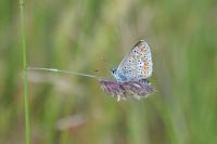 Aricia agestis
