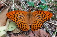 Argynnis paphia