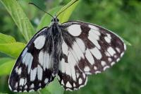 Melanargia galathea