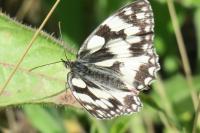 Melanargia galathea