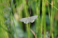 Idaea macilentaria