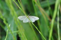Idaea macilentaria