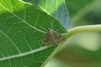Ostrinia nubilalis
