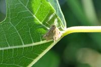Ostrinia nubilalis