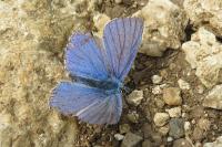 Polyommatus icarus