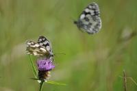 Melanargia galathea
