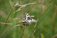 Melanargia galathea
