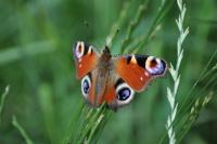 Aglais io