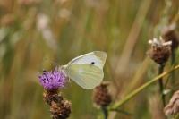 Pieris rapae