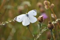 Pieris rapae