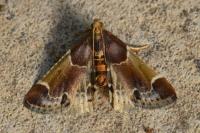 Pyralis farinalis