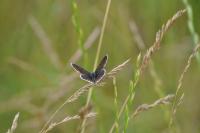 Aricia agestis