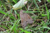 Noctua pronuba