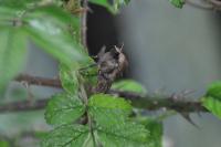 Noctua pronuba