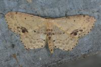 Idaea dimidiata