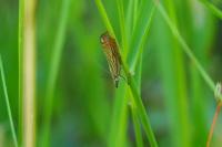Chrysoteuchia culmella
