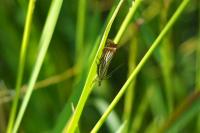 Chrysoteuchia culmella