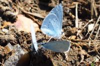 Celastrina argiolus
