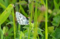 Melanargia galathea