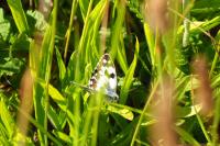 Melanargia galathea