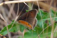 Maniola jurtina
