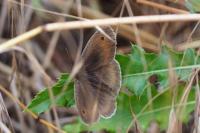 Maniola jurtina