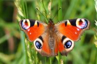 Aglais io