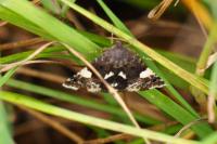 Tyta luctuosa