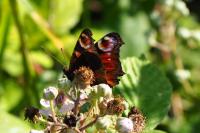 Aglais io
