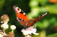 Aglais io