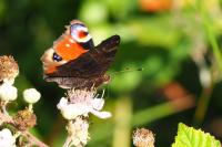 Aglais io