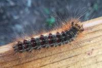Lymantria dispar