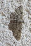 Hypomecis roboraria