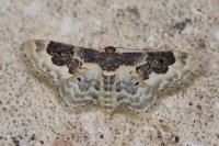 Idaea rusticata