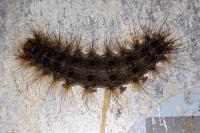 Lymantria dispar