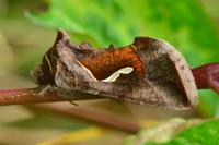 Macdunnoughia confusa