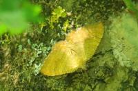 Camptogramma bilineata