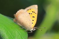 Lycaena phlaeas