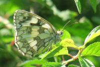 Melanargia galathea