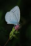 Celastrina argiolus