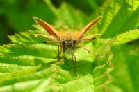 Thymelicus lineola