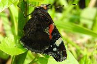 Vanessa atalanta