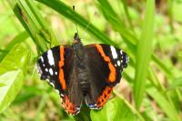 Vanessa atalanta