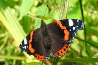 Vanessa atalanta