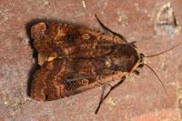 Noctua pronuba