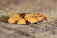 Epagoge grotiana