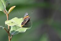 Vanessa atalanta